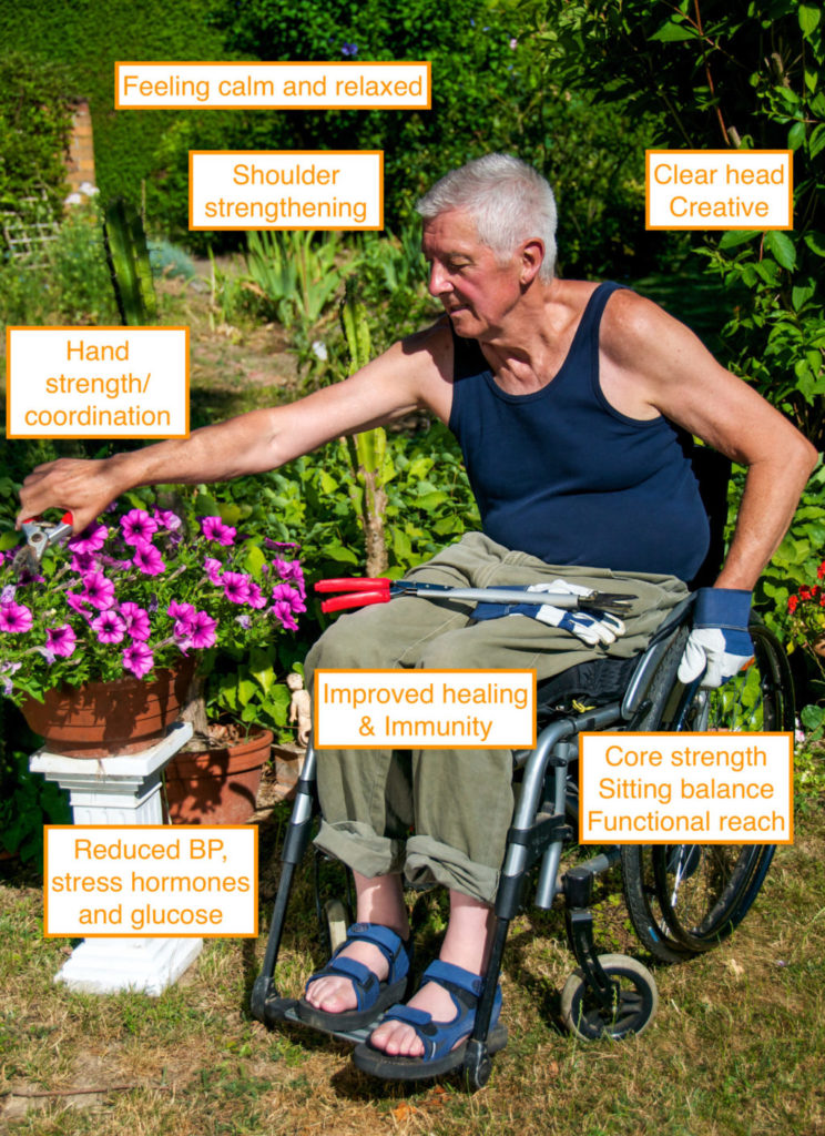 Man in wheelchair pruning flowers in a pot.
